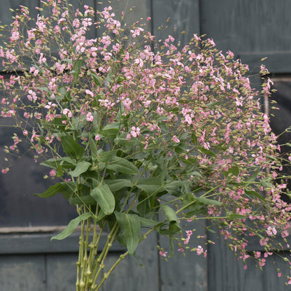 Soapwort Pink Beauty - Sugar Moon Gardens