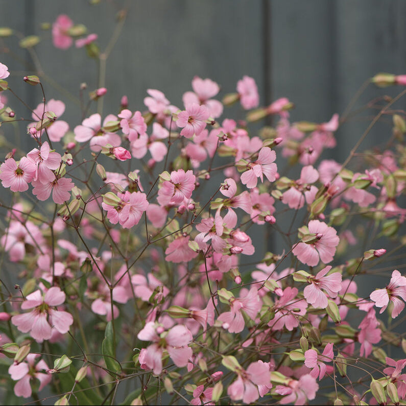 Soapwort Pink Beaty - Sugar Moon Gardens