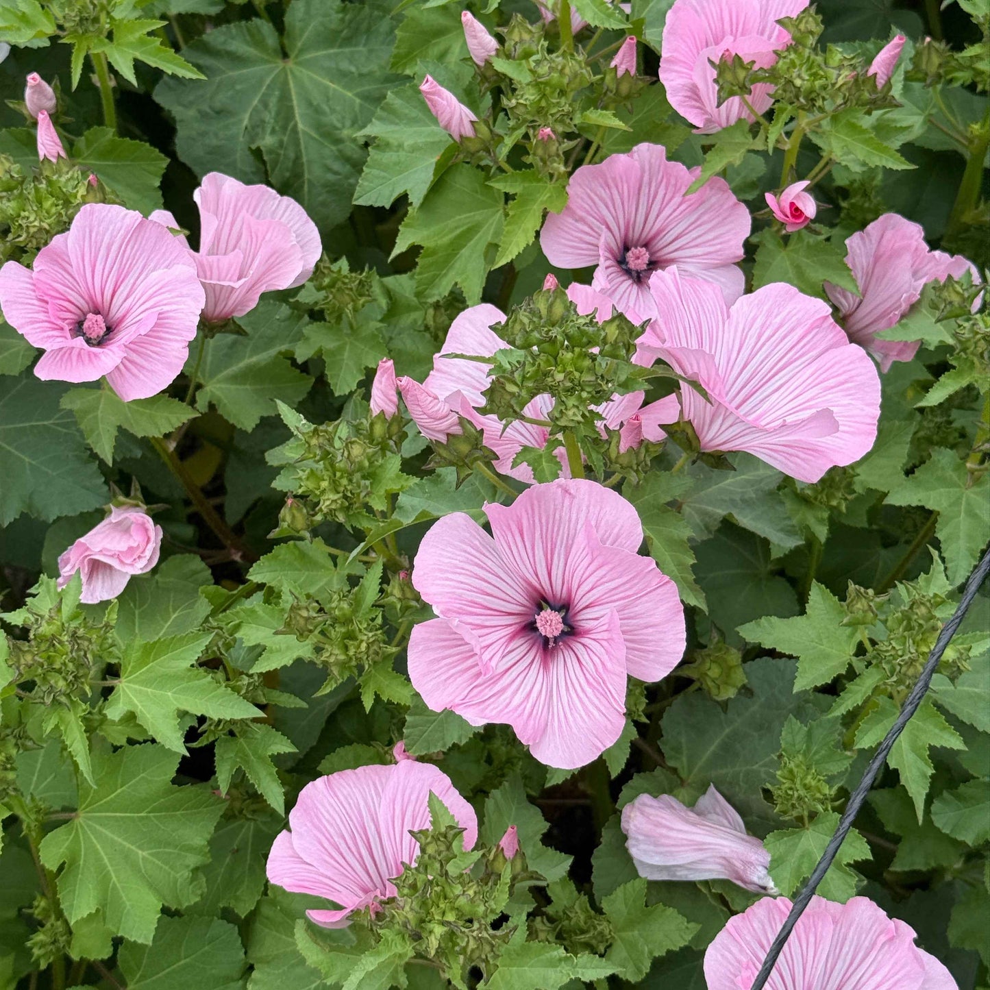 Rose Mallow - Pink Regis