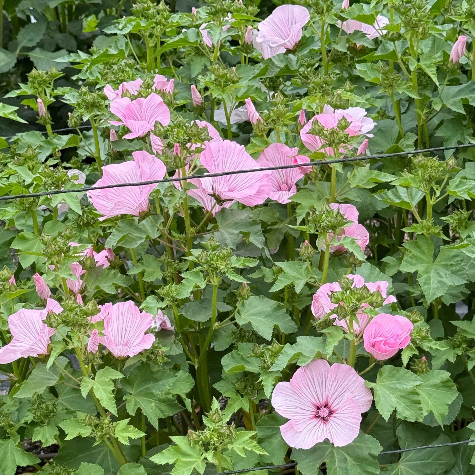 Rose Mallow - Pink Regis