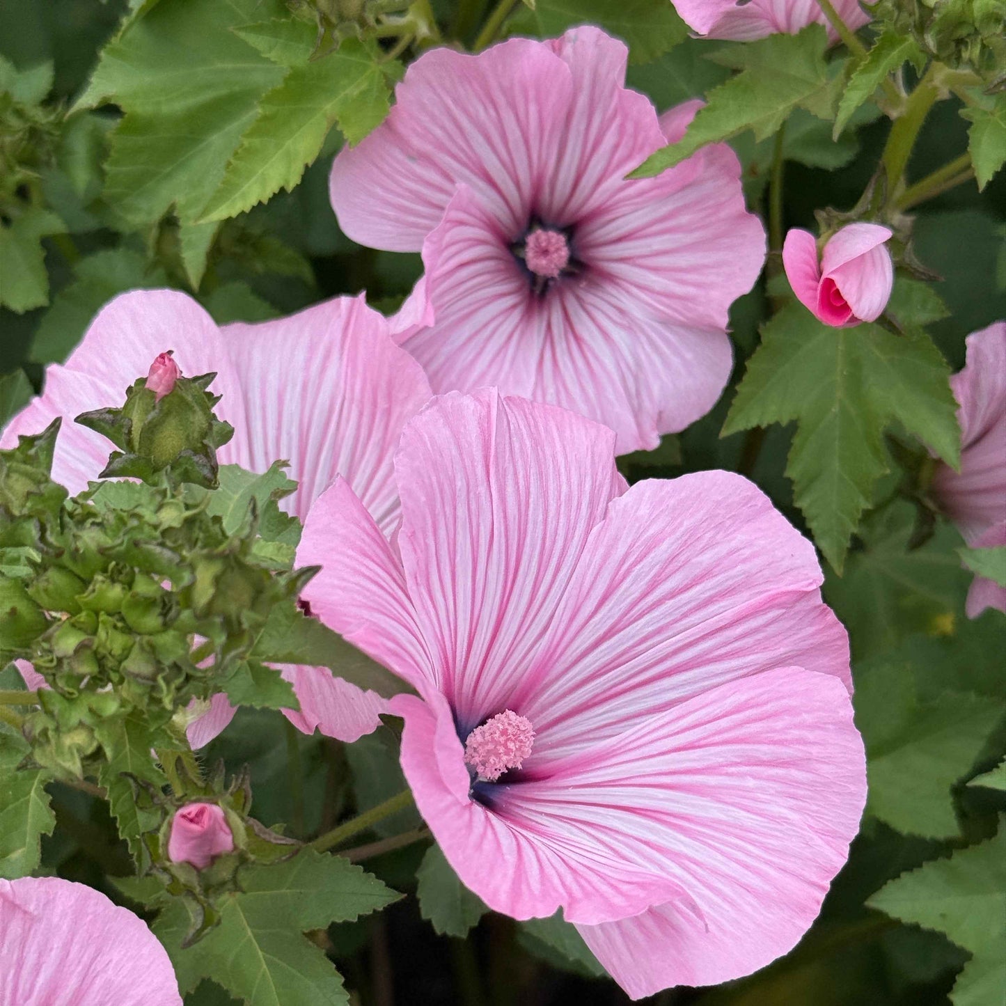 Rose Mallow - Pink Regis