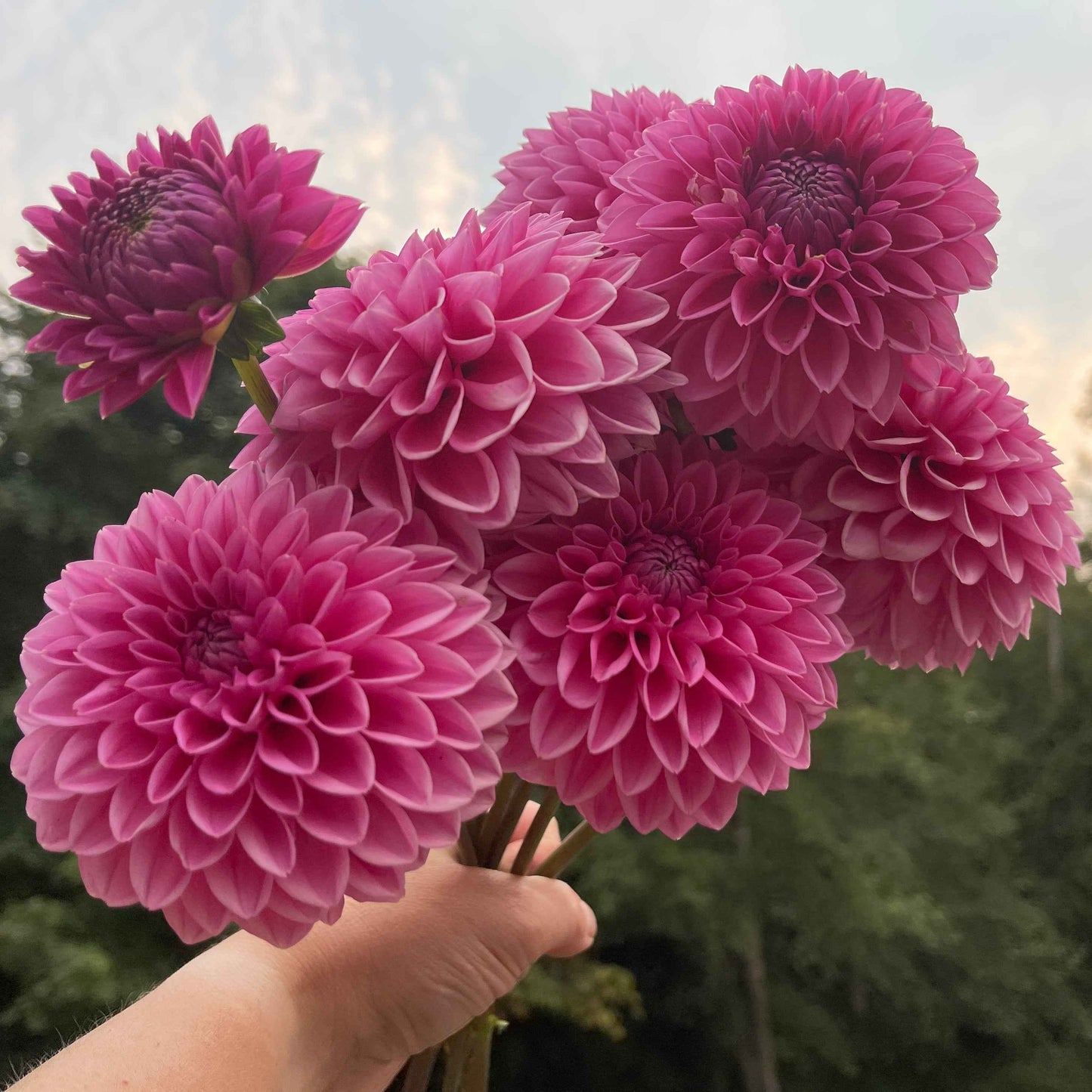 Dahlia Tuber: Pink Sylvia aka Sandra - - Sugar Moon Gardens