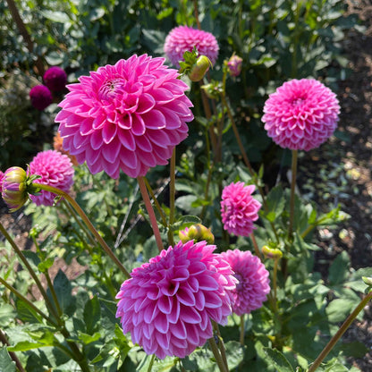 Dahlia Tuber: Pink Sylvia aka Sandra - - Sugar Moon Gardens