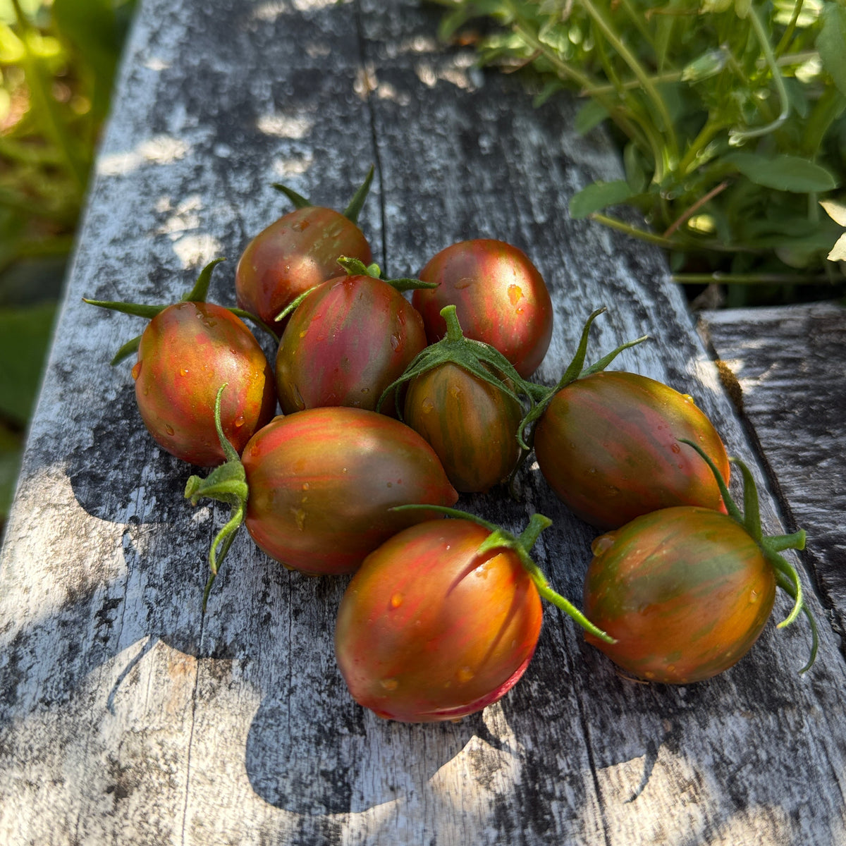 Seeds: Tomato - Pixie Fire, Sugar Moon Gardens