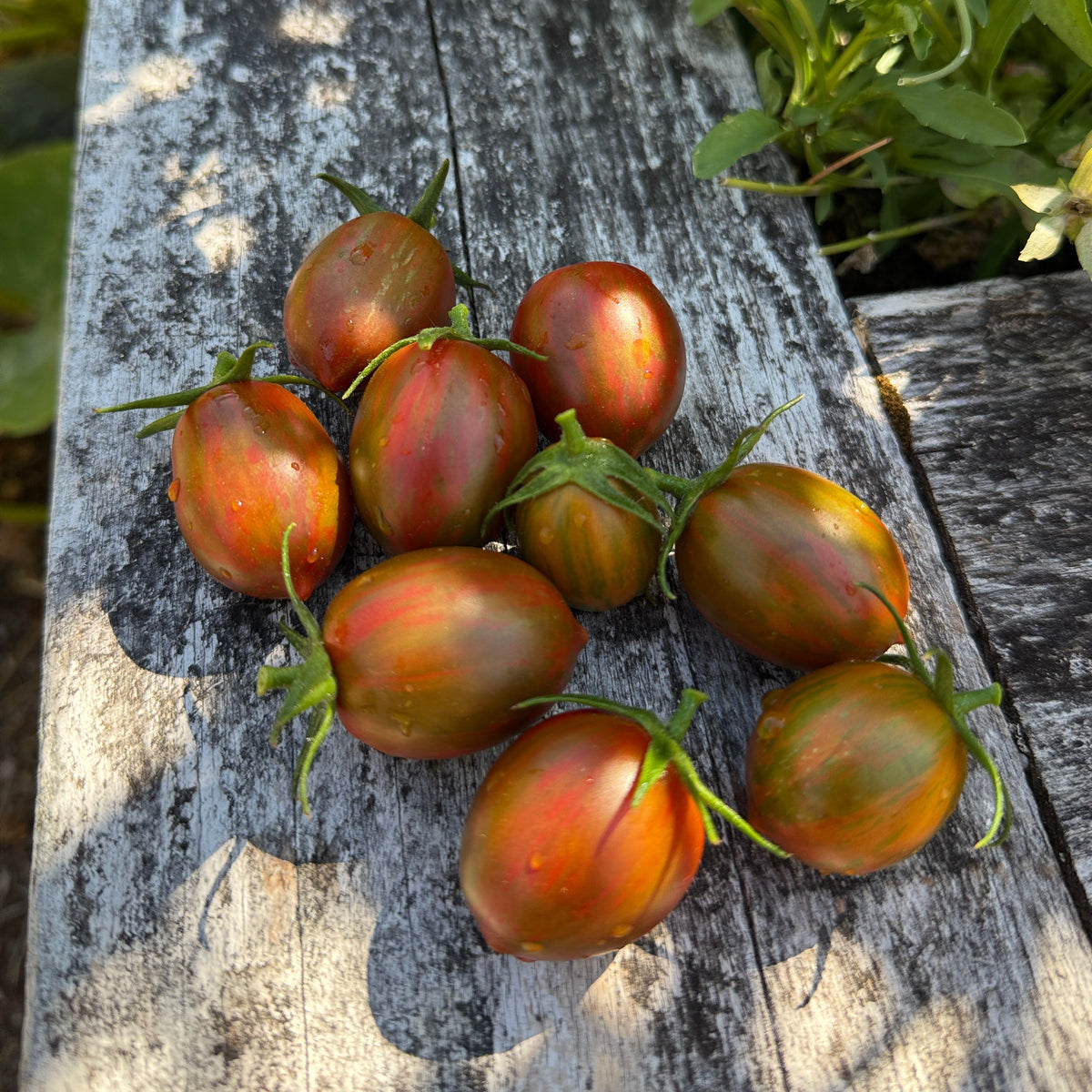 Seeds: Tomato - Pixie Fire, Sugar Moon Gardens
