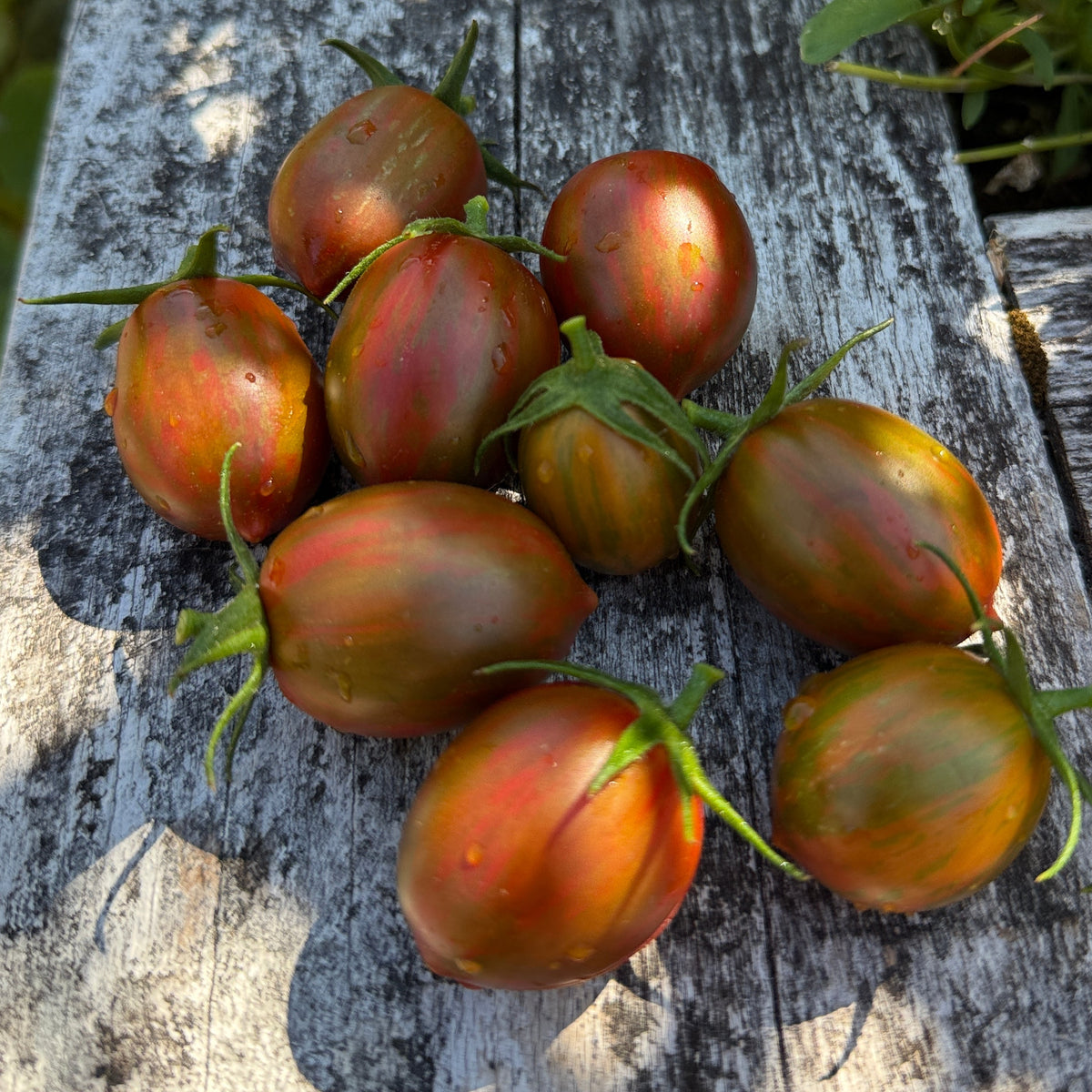 Seeds: Tomato - Pixie Fire, Sugar Moon Gardens