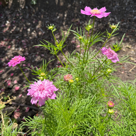 Seeds: Cosmos - Popsocks Pink - Sugar Moon Gardens