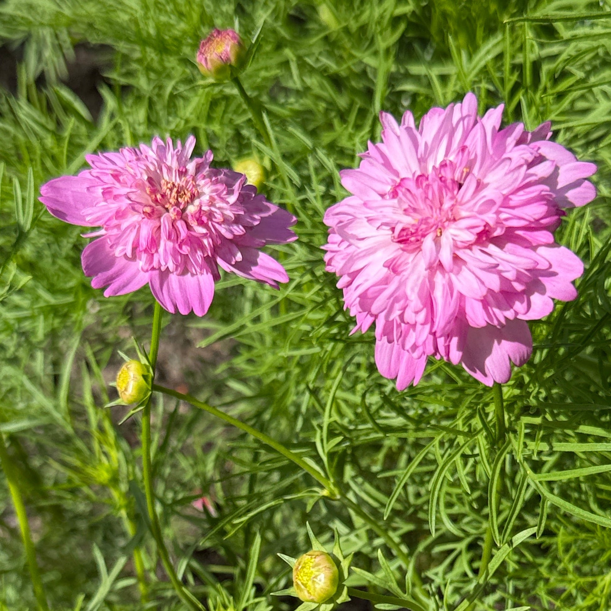 Seeds: Cosmos - Popsocks Pink - Sugar Moon Gardens