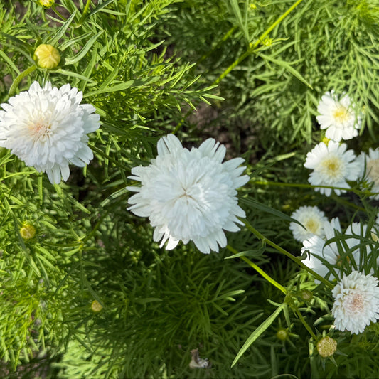 Seeds: Cosmos - Popsocks White - Sugar Moon Gardens