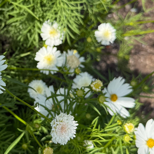 Seeds: Cosmos - Popsocks White - Sugar Moon Gardens