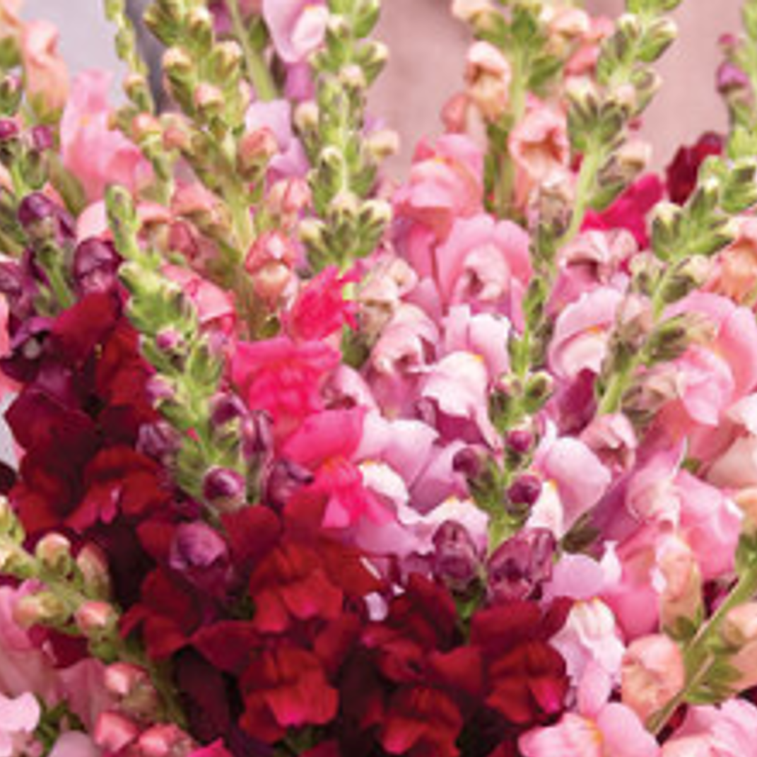 Flower Plant:‎ Snapdragon 6-pack