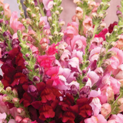 Flower Plant:‎ Snapdragon 6-pack