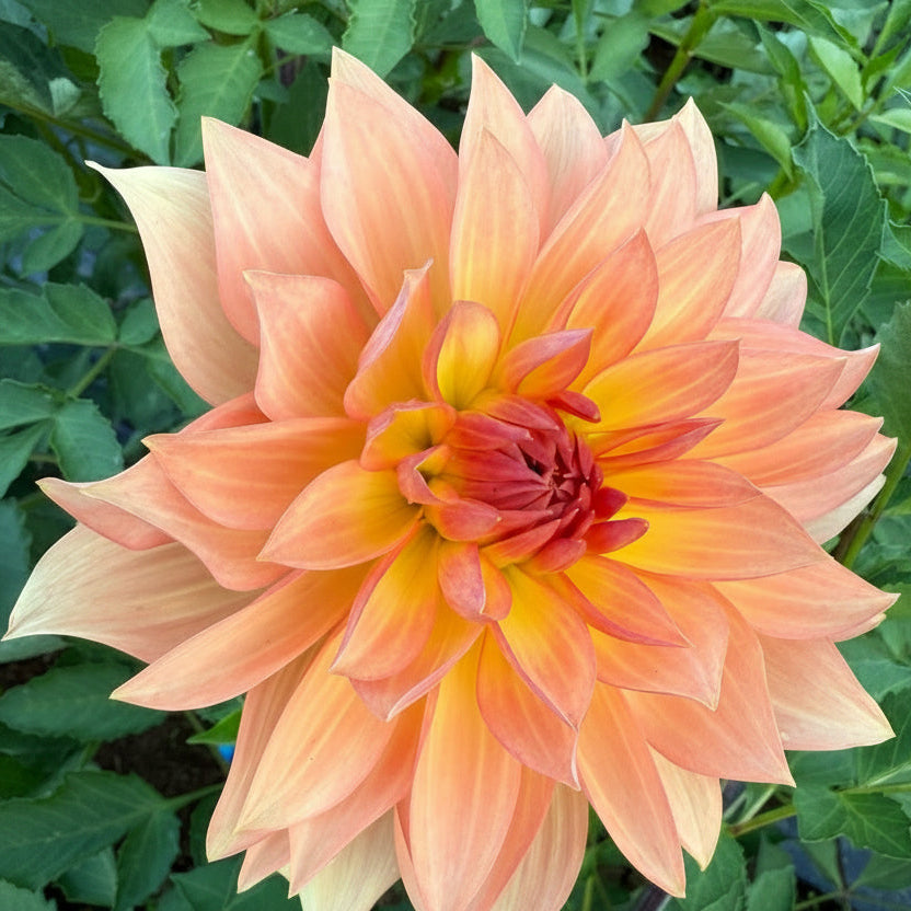 Dahlia Tuber: Burfoot Prosecco - Sugar Moon Gardens