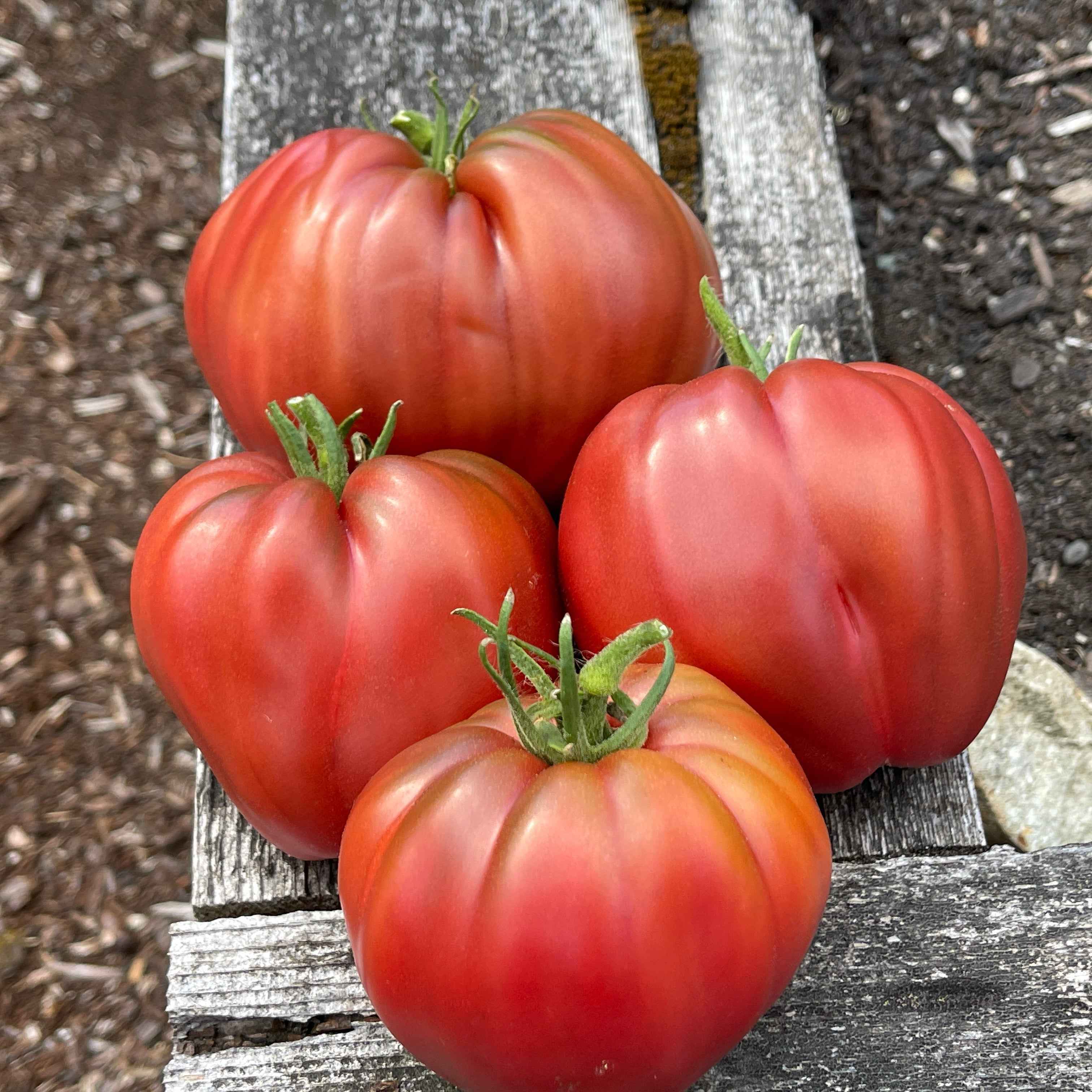 Veg Plant: Tomatoes - New & Exciting collection