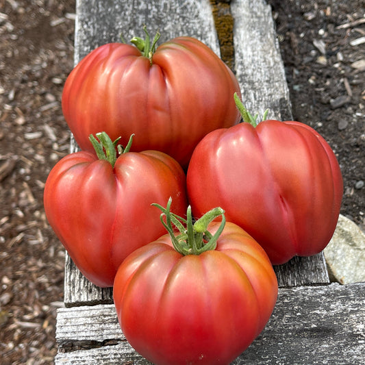 Seeds:‎ Tomato - Purple Heart