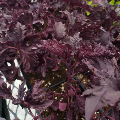 Seeds: Basil - Purple Ruffles - Sugar Moon Gardens