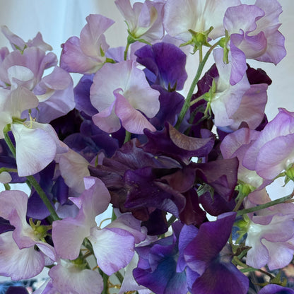Purple Shades - Sugar Moon Gardens