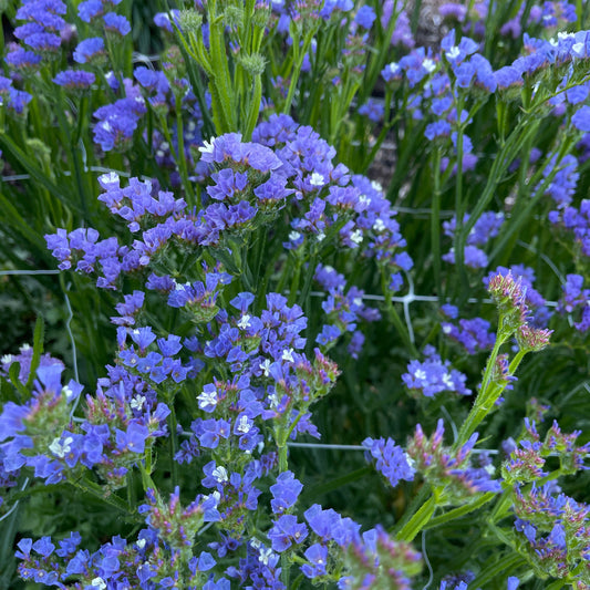 PREORDER:‎ Flower Plant:‎ Statice 6-pack - Sugar Moon Gardens