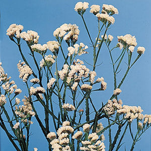 Statice QIS White - Sugar Moon Gardens