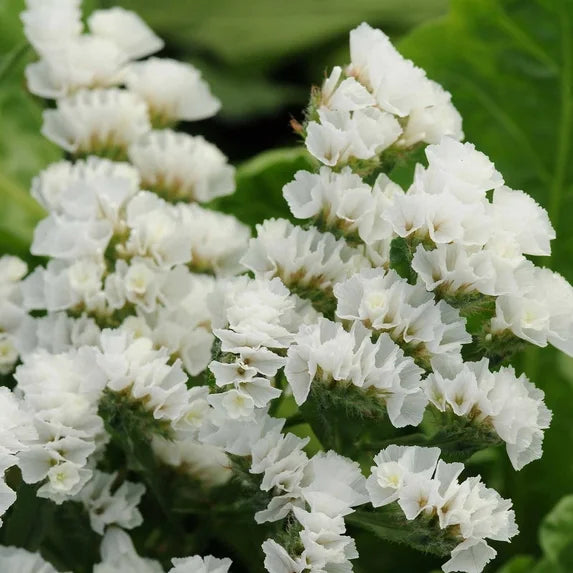 Statice QIS White - Sugar Moon Gardens