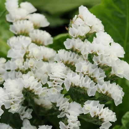 Statice QIS White - Sugar Moon Gardens
