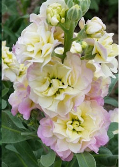 Seeds: Stock - Quartet Rainbow