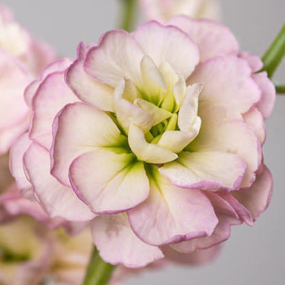 Stock Quartet Rainbow - Sugar Moon Gardens