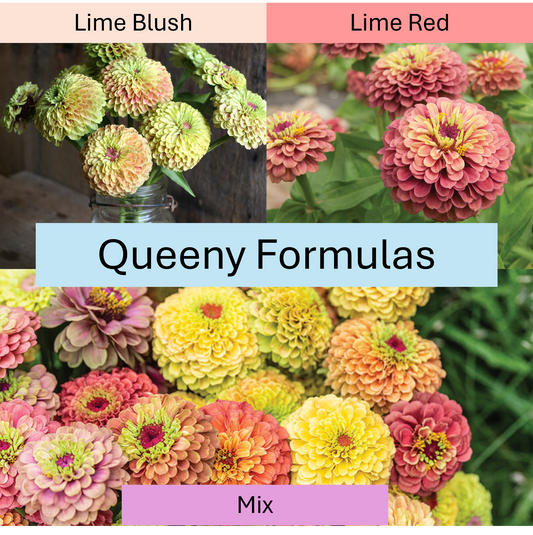 PREORDER:‎ Flower Plant:‎ Zinnia - Queeny Formula