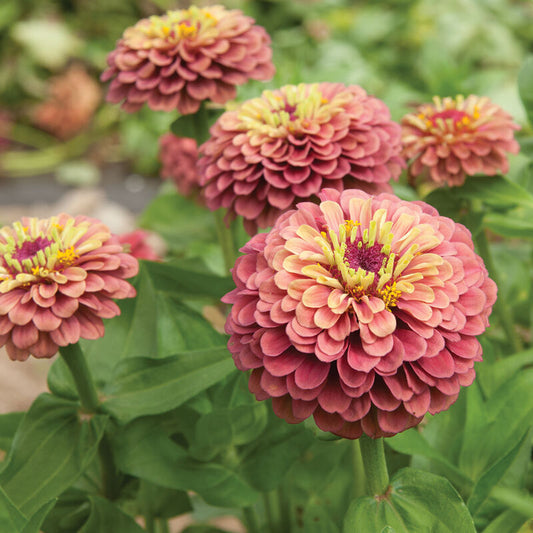Seeds: Zinnia - Queeny Red Lime