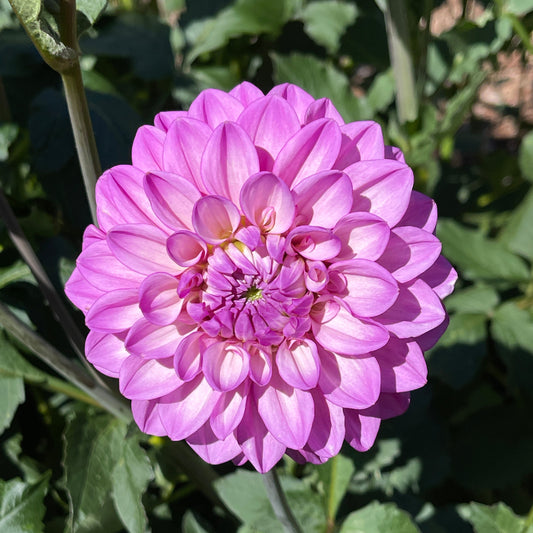 Dahlia Tuber: RM Moonlight - Sugar Moon Gardens