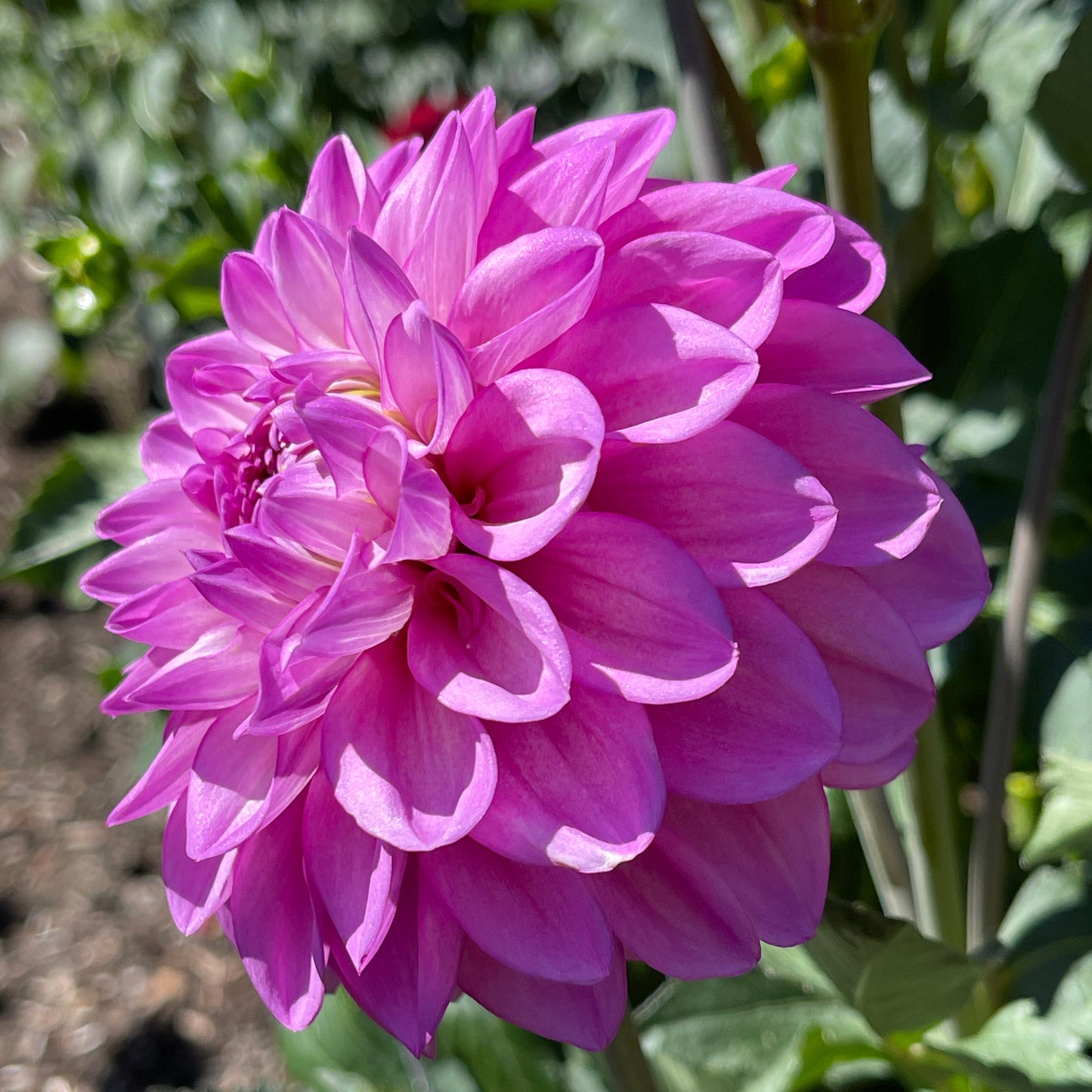 Dahlia Tuber: RM Moonlight - Sugar Moon Gardens