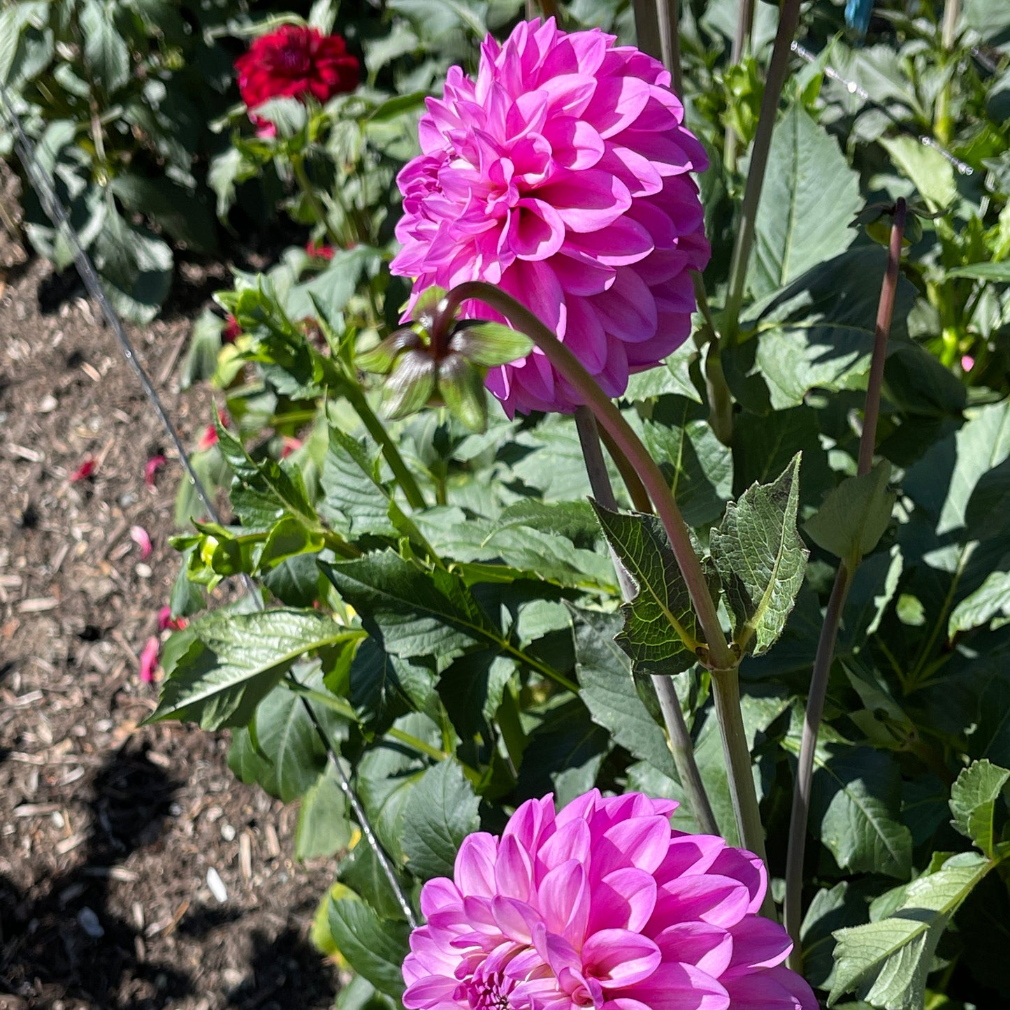 Dahlia Tuber: RM Moonlight - Sugar Moon Gardens