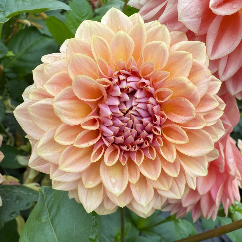 Dahlia Tuber: RM Summer Haze - Sugar Moon Gardens