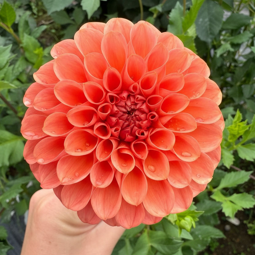 Dahlia Tuber: RM Tarnished - Sugar Moon Gardens