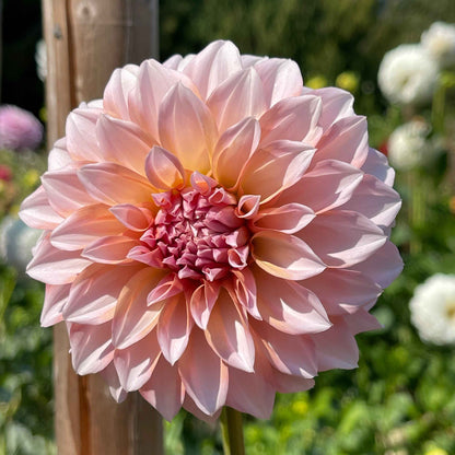 Seeds: Dahlia Mix - Unicorns