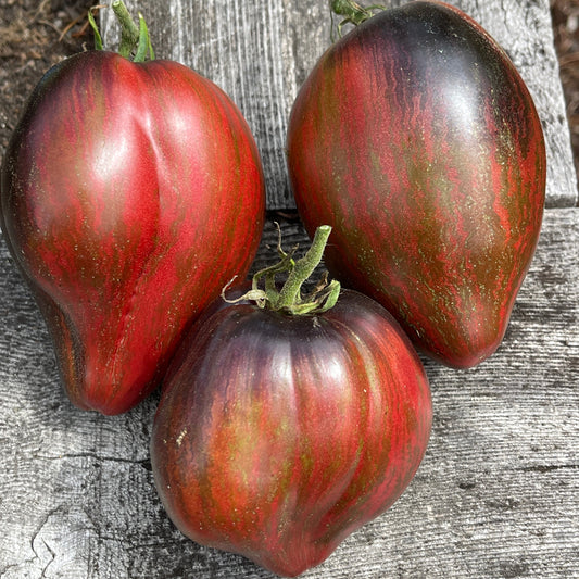 Seeds:‎ Tomato - Rebel Starfigher Prime