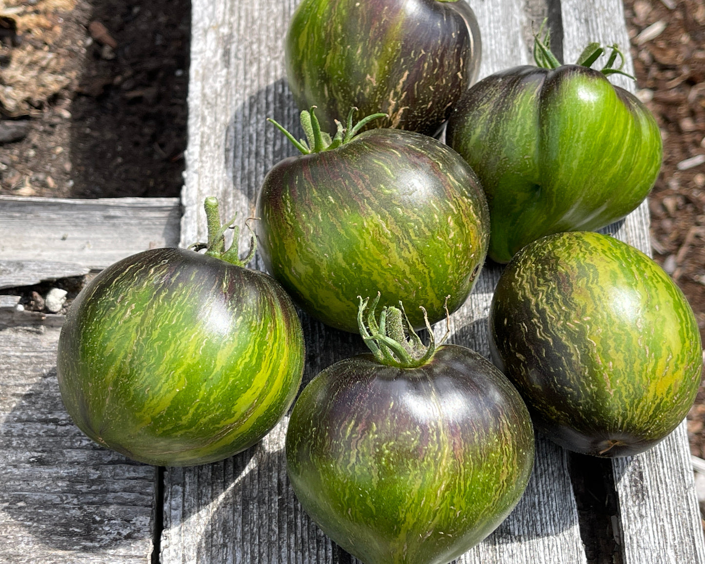 Seeds:‎ Tomato - Rebel Starfigher VT16