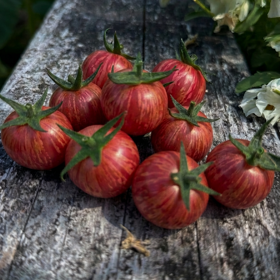 Seeds: Tomato - Raspberry Beret - Sugar Moon Gardens
