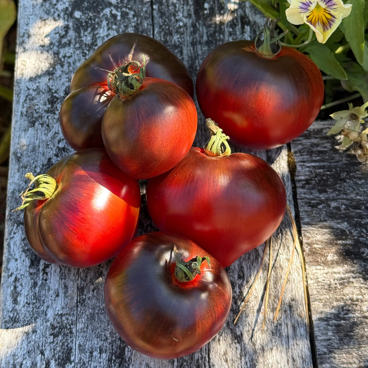 Seeds: Tomato - Rebel Starfighter Kayleigh Ann Pink, Sugar Moon Gardens