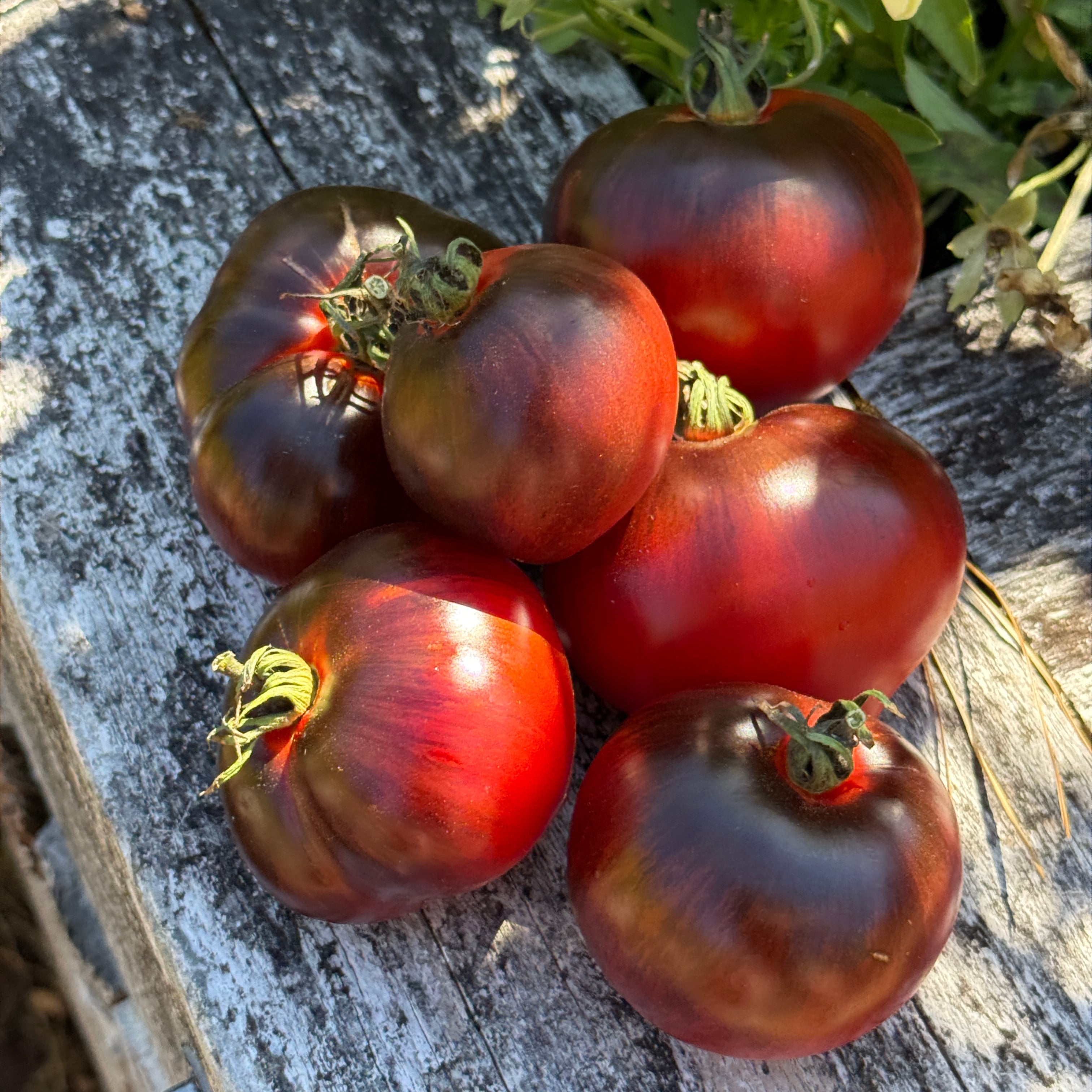 Seeds: Tomato - Rebel Starfighter Kayleigh Ann Pink, Sugar Moon Gardens