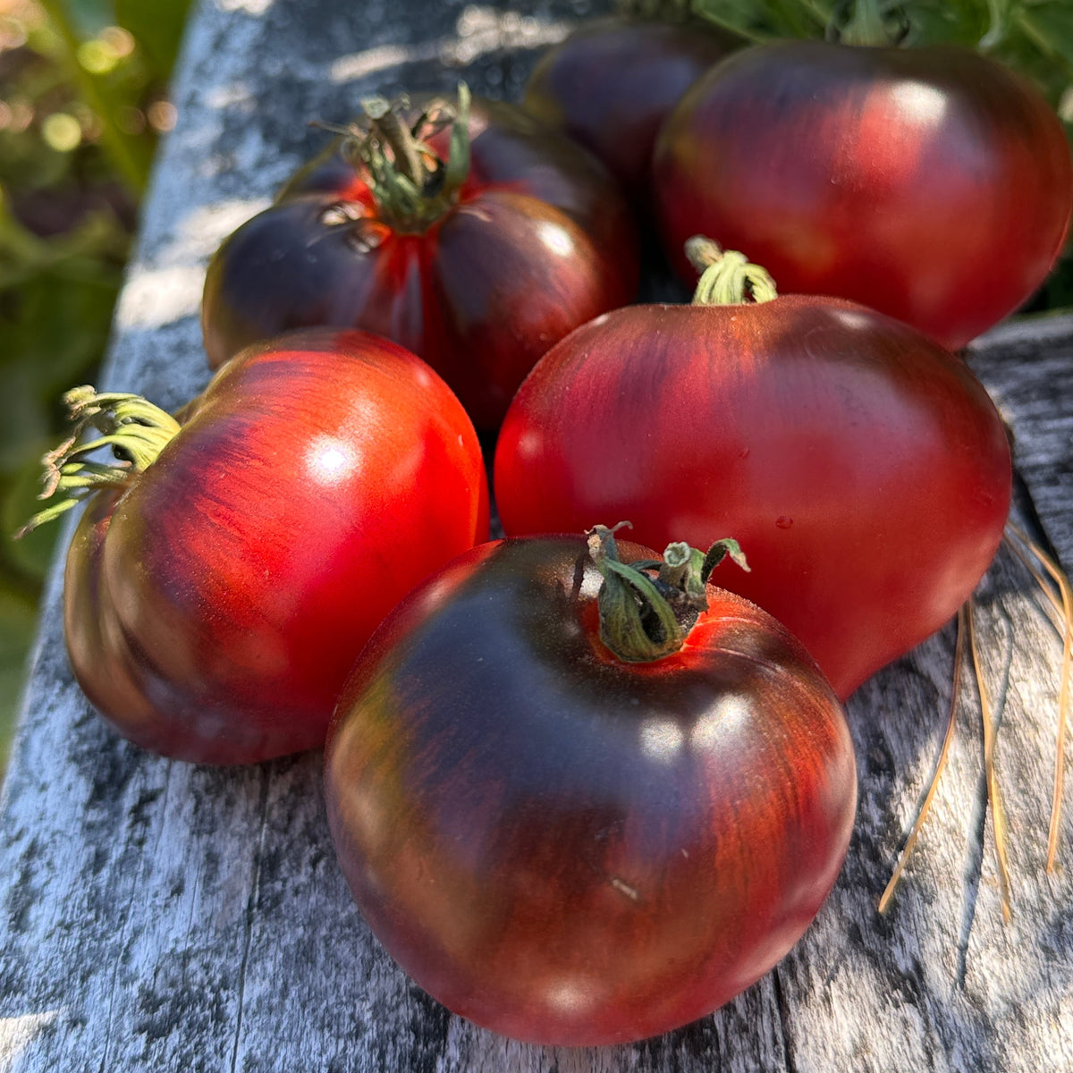 Seeds: Tomato - Rebel Starfighter Kayleigh Ann Pink, Sugar Moon Gardens