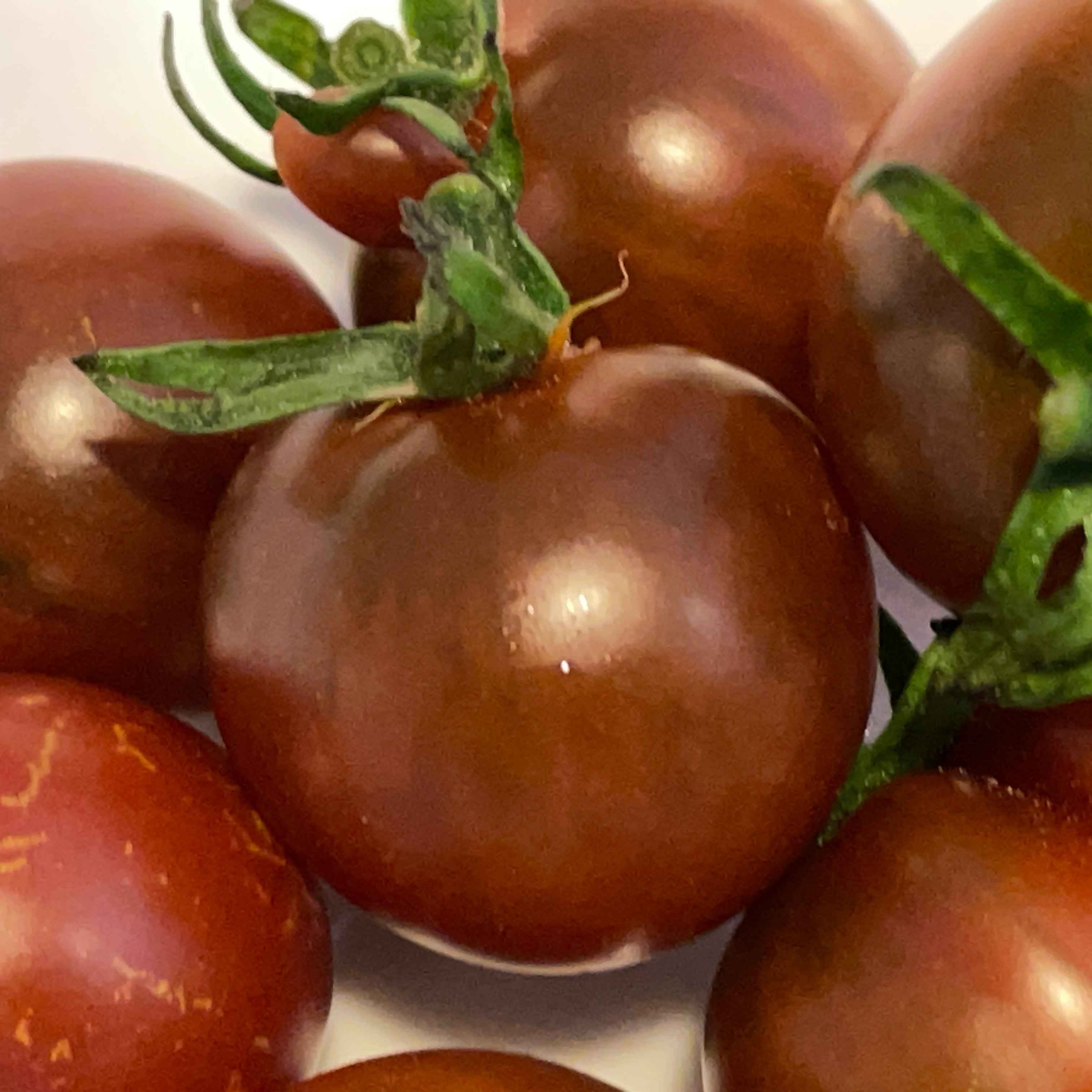 Veg Plant: Tomato - Cherry collection
