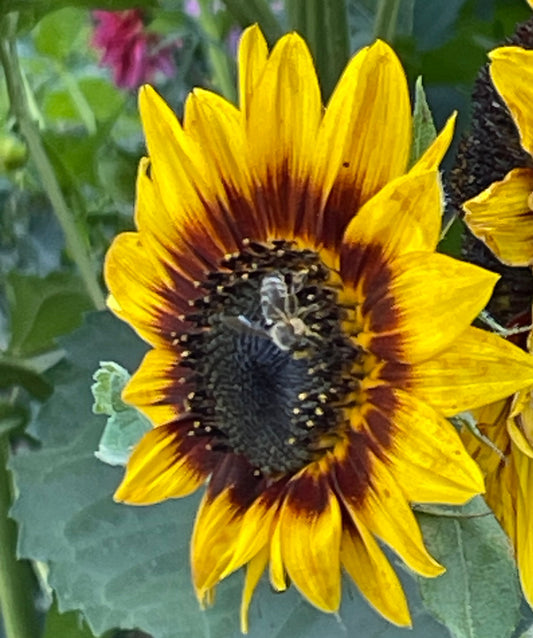 Seeds:‎ Sunflower - Ring of Fire (F1)