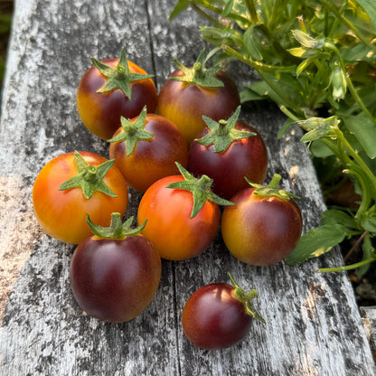 Seeds: Tomato - Rio - Sugar Moon Gardens