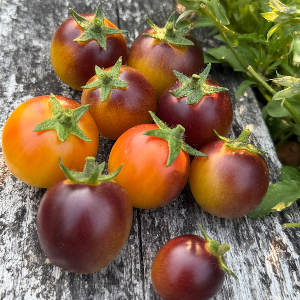 Seeds: Tomato - Rio - Sugar Moon Gardens