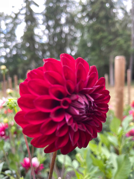 Seeds: Dahlia Solos - River's Cherry Bomb