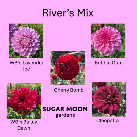 Seeds: Dahlia Mix - River's