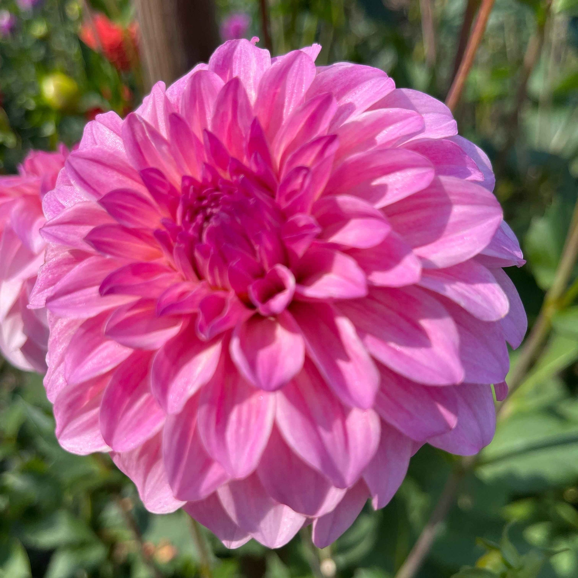 Seeds: Dahlia Mix - River's