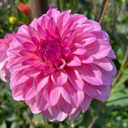 Seeds: Dahlia Mix - River's