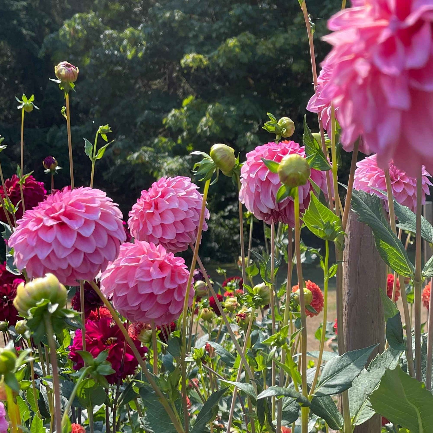 Dahlia Tuber: River's Bubble Gum - Sugar Moon Gardens